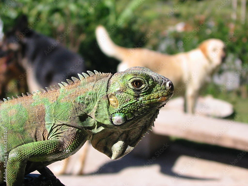 Fototapeta premium Iguana iguana - Iguana verde