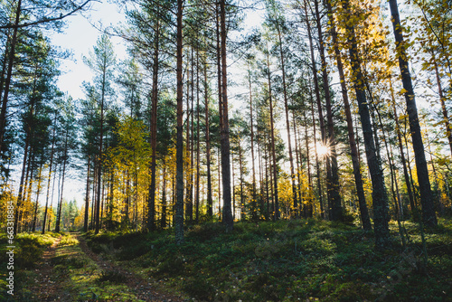 Fototapeta Naklejka Na Ścianę i Meble -  Forest in early morning light in autumn