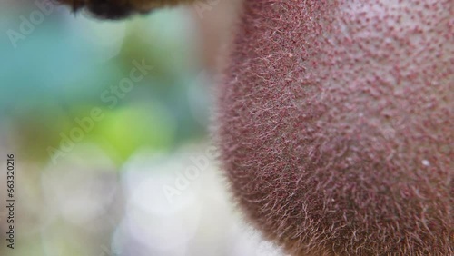 Cultivo de kiwi en momento de la cosecha en campos deMar del Plata, provincia de Buenos Aires, Argentina photo