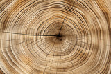 Delving into the Enigmatic World of Ancient Tree Rings: Unveiling Captivating Macro Perspectives and Unearthing the Tales of Time