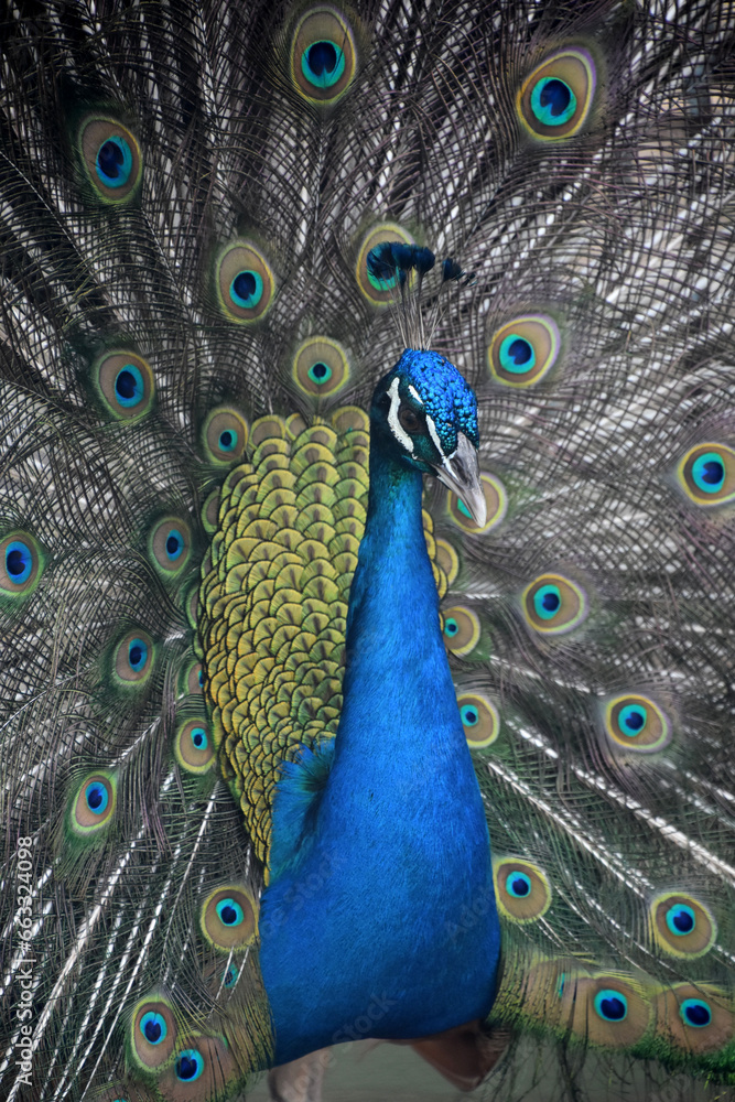 Obraz premium Fantastic Close Up of a Blue Peacock