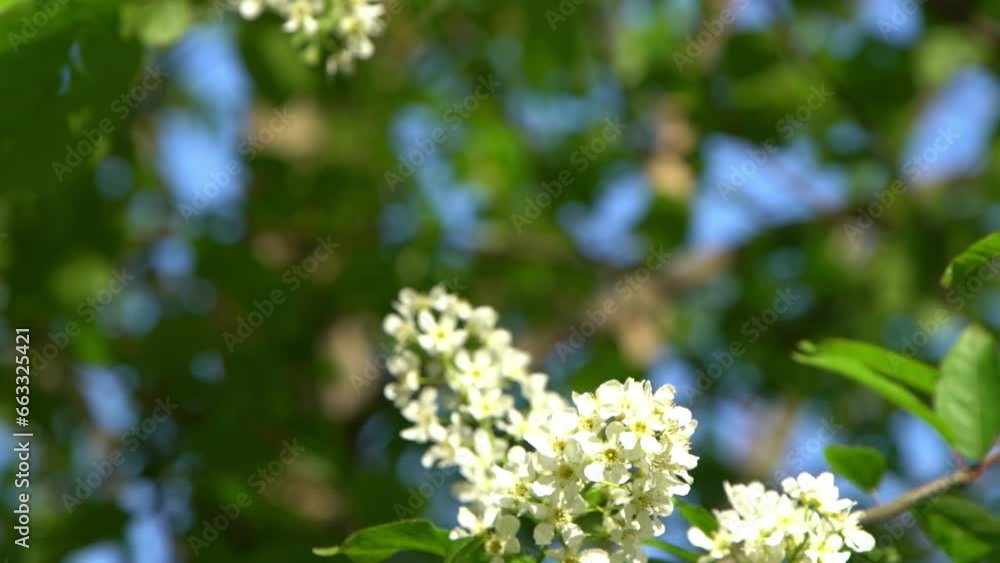 White bird cherry blossoms sway in the wind. Spring flowering tree garden. Floral natural background. Delicate flowers in the sunlight day. Blur bokeh nature. Flower bloom bud Leaf closeup. Aesthetic White bird cherry blossoms sway in the wind. Spring flowering tree garden. Floral natural background. Delicate flowers in the sunlight day. Blur bokeh nature. Flower bloom bud Leaf closeup. Aesthetic