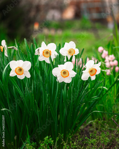 Beautiful daffodils in the garden at the spring time 