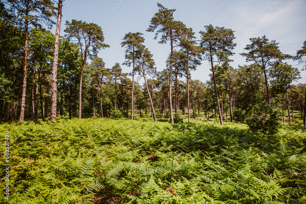 Obraz premium Photo d'ambiance dans la forêt de Bercé dans la Sarthe