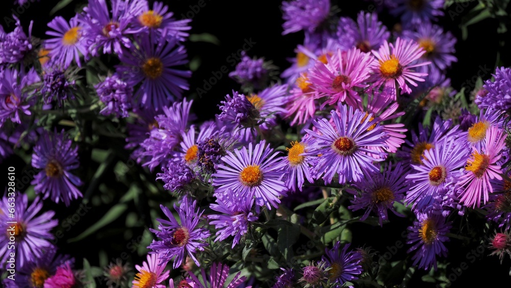 Purple flowers Purple flowers