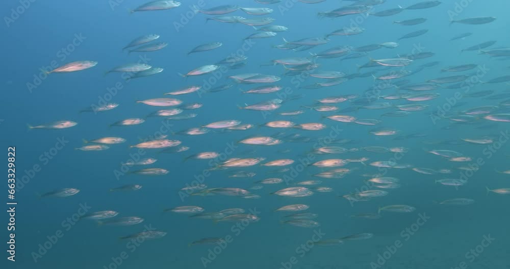 Small school of green jacks pass by. Small school of green jacks pass by.
