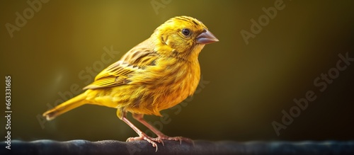 Yellow canary bird perched very sharp photo