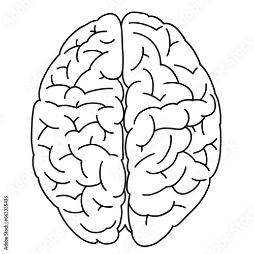 Line drawing of the brain seen from the side