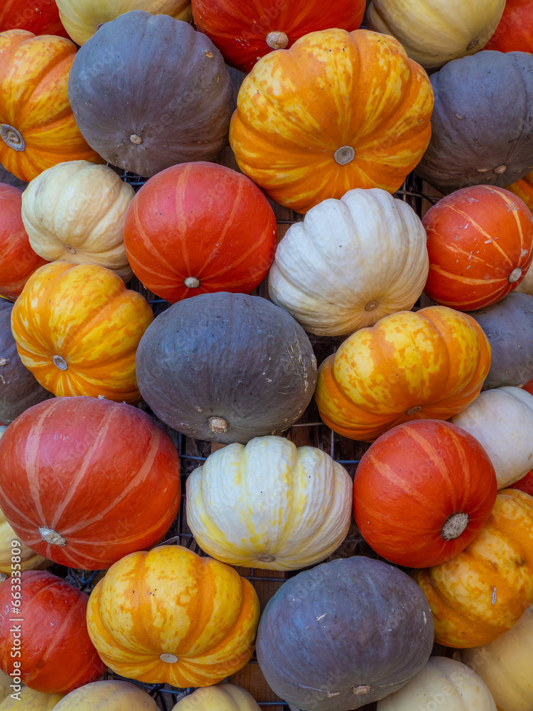 Mix of colorfull pumpking varieties Mix of colorfull pumpking varieties