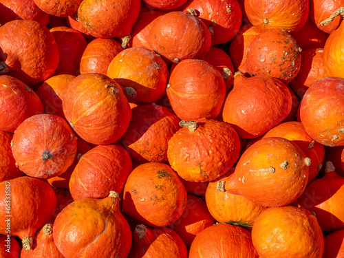 Mandarin Mini Pumpkin, a chinese variety of squash photo