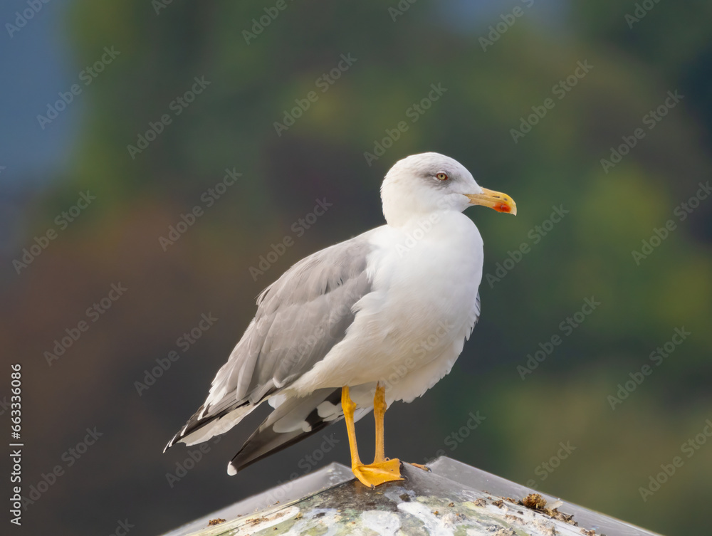 Closeup of a Yellow-legged gull (Larus michahellis) the only large gull to breed in Switzerland, often confused with the Herring Gull Closeup of a Yellow-legged gull (Larus michahellis) the only large gull to breed in Switzerland, often confused with the Herring Gull