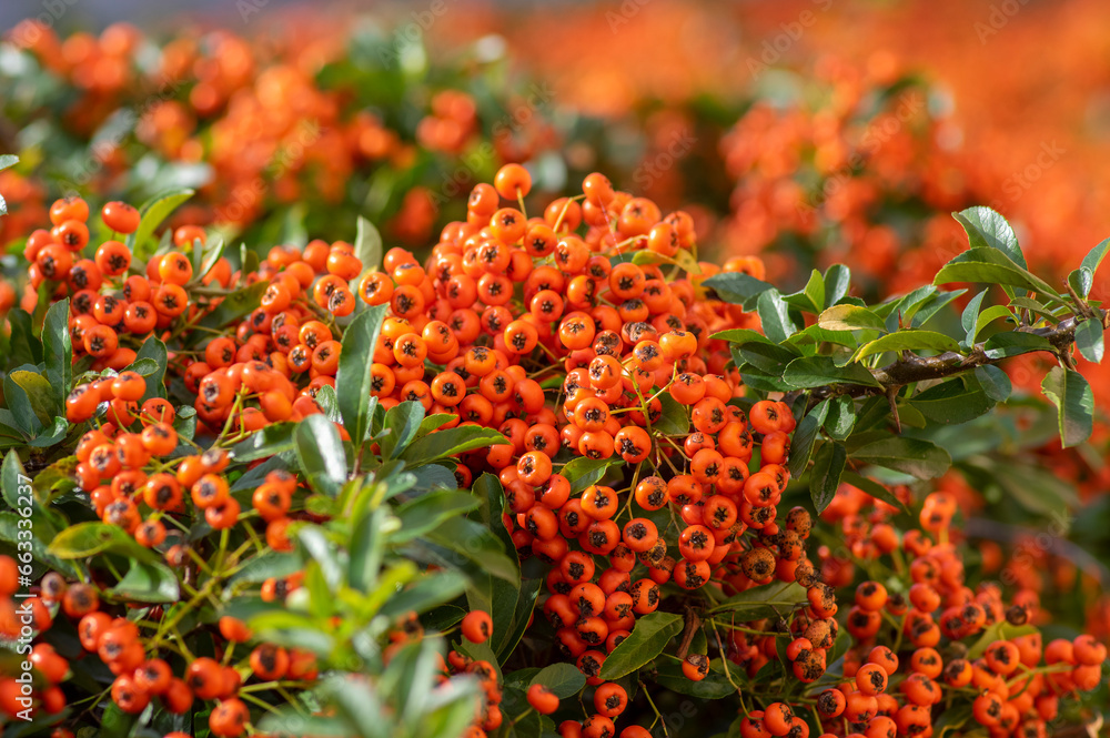 Pyracantha coccinea scarlet red firethorn ornamental shrub, orange group of fruits hanging on autumnal shrub Pyracantha coccinea scarlet red firethorn ornamental shrub, orange group of fruits hanging on autumnal shrub