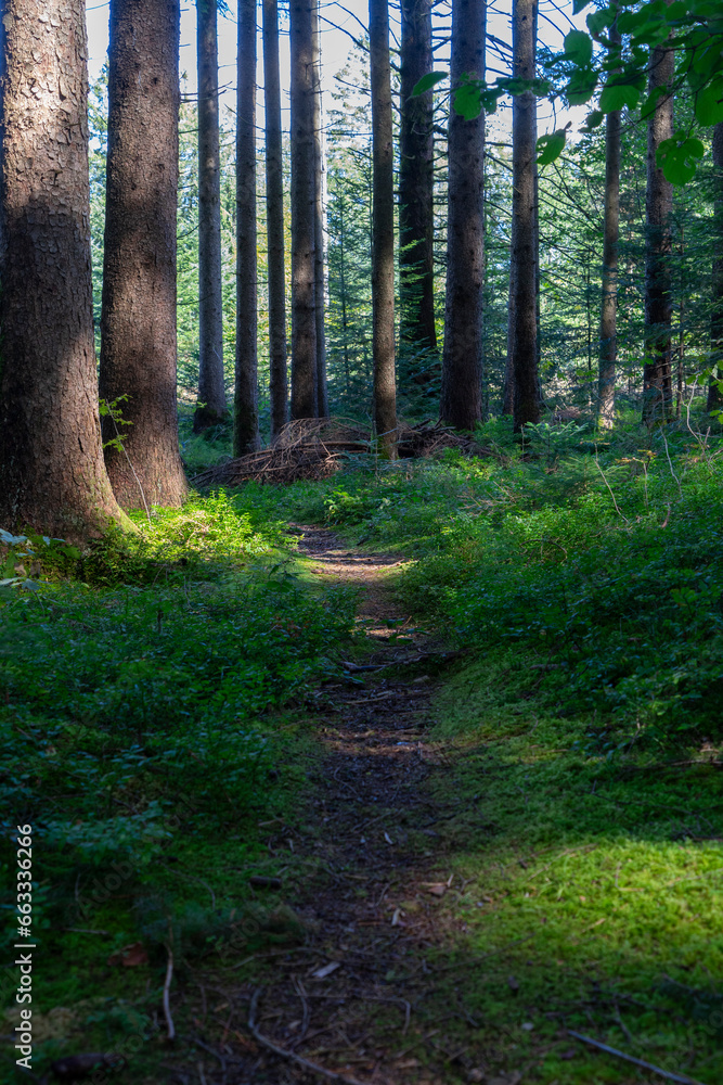 Fototapeta premium footpath in the woods with light and shadow 