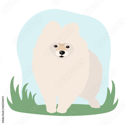 A pomeranian dog on a walk. Dog breeding. White dog pomeranian.