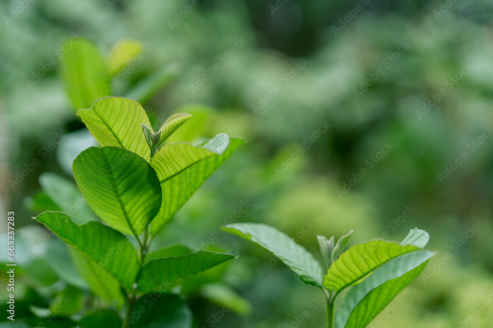 Kimju guava has young leaves that are good food for various insects. Kimju guava has young leaves that are good food for various insects.