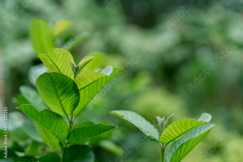 Kimju guava has young leaves that are good food for various insects.