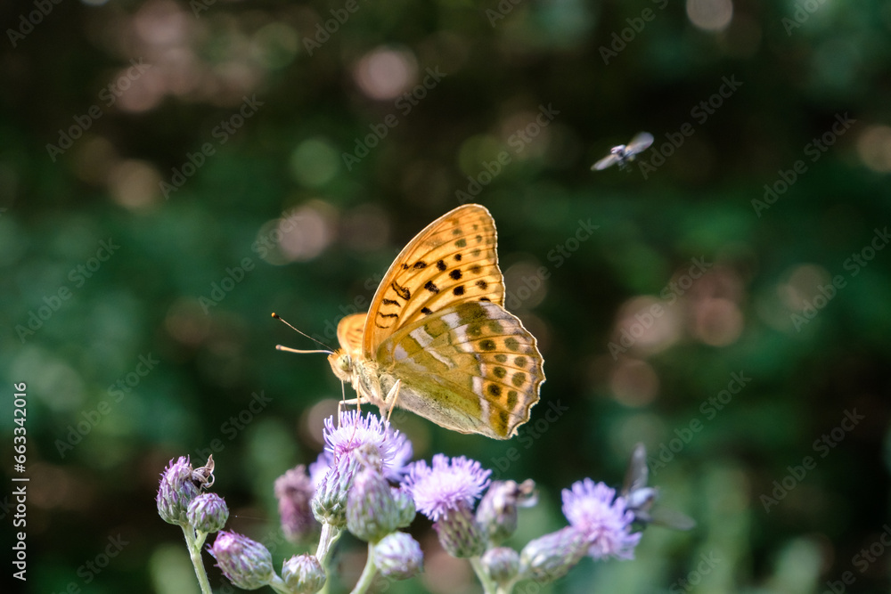 Obraz premium Nahaufnahme eines Kaisermantels, Argynnis paphia auf einer Ackerdistel im Sonnenlicht.