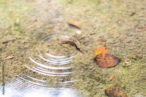 京都 夏の高山寺の池を泳ぐモリアオガエルのおたまじゃくし photo