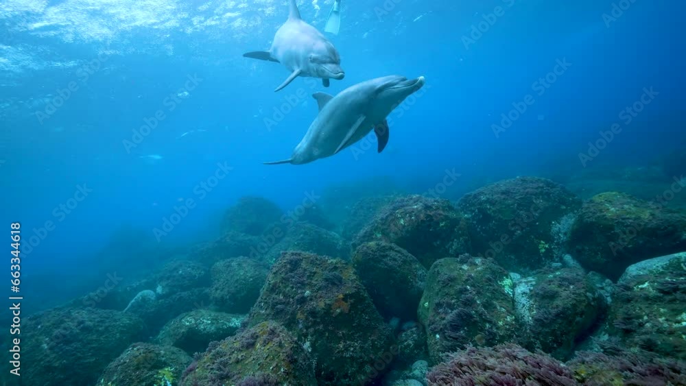 ミナミハンドウイルカ31_御蔵島_ 2023.4.22-23_2頭で正面から近づいてくる ミナミハンドウイルカ31_御蔵島_ 2023.4.22-23_2頭で正面から近づいてくる