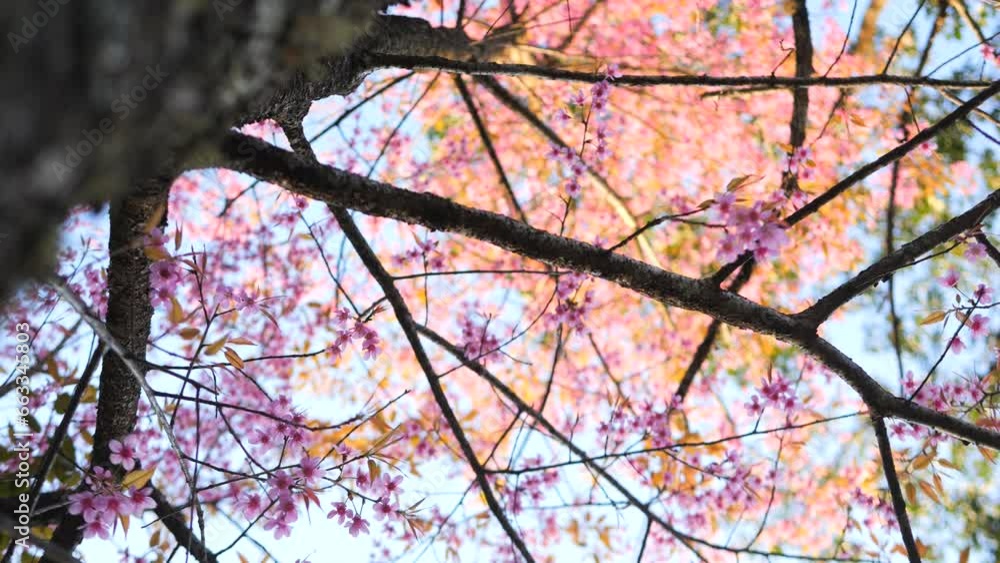 Beautiful Japanese Sakura Cherry Blossom Trees Blooming White and Ping Flowers Natural Cinematic 4K Slowmotion Footage. Chiang Mai, Thailand. Beautiful Japanese Sakura Cherry Blossom Trees Blooming White and Ping Flowers Natural Cinematic 4K Slowmotion Footage. Chiang Mai, Thailand.