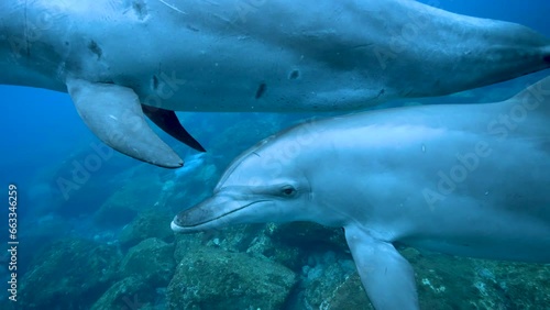 ミナミハンドウイルカ33_御蔵島_ 2023.4.22-23_母子2頭で正面から近づいてくる