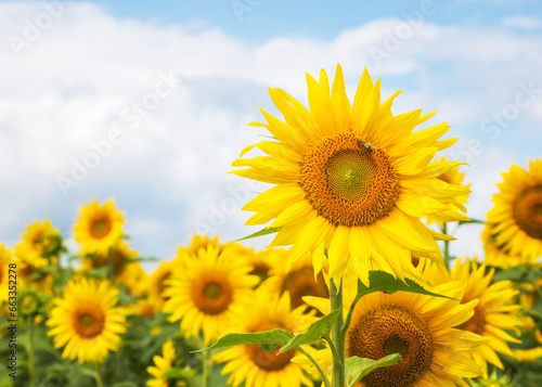 Beautiful sunflower on a sunny day with a natural background. Selective focus. High quality photo