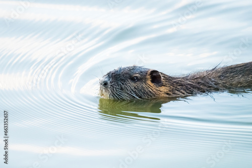 Myocastor coypus, nutria, water rat swims in water © Ewald Fröch