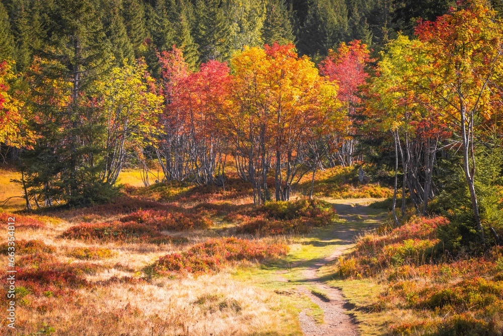 a scenic view of an autumn forest with many colors on trees