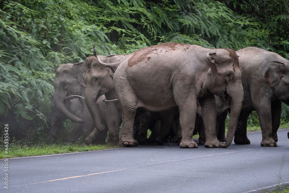 Naklejka premium elephants in the wild