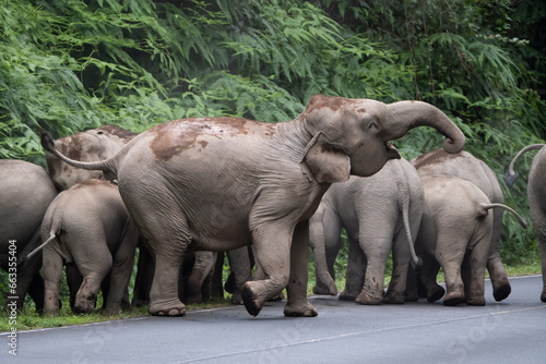 elephant and baby