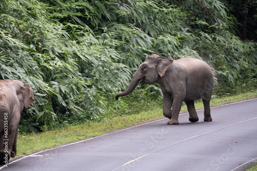 elephants in the wild