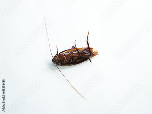 Dead cockroach isolated on white background. © Amjianto