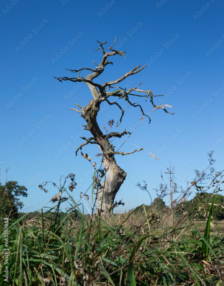Dead tree at Ballooërveld. Gasteren, Rolde en Loon. Drente Netherlands. Aa en Hunze. Dead tree at Ballooërveld. Gasteren, Rolde en Loon. Drente Netherlands. Aa en Hunze.