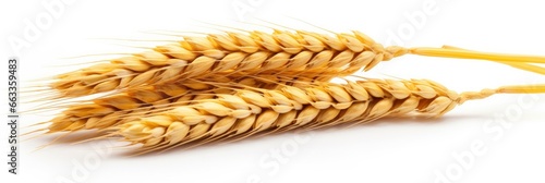  Wheat ears isolated on white background.