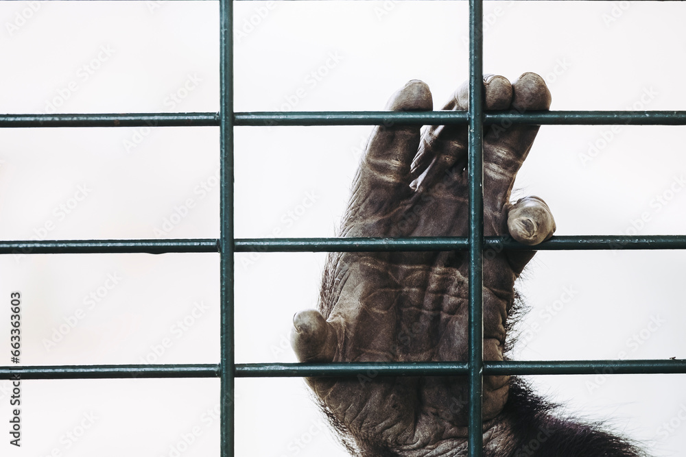 Main d'un gorille des plaines accrochée aux barreaux d'une cage - obrazy, fototapety, plakaty 