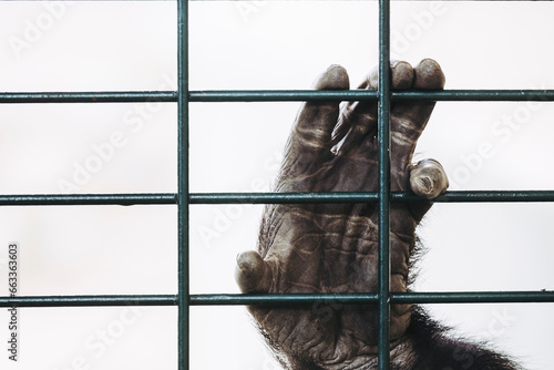 Main d'un gorille des plaines accrochée aux barreaux d'une cage
