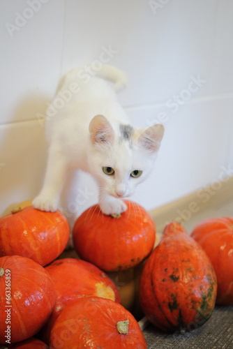 cat and orange