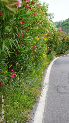 A road between Imperia and Isolalunga, Italy, in the month of May