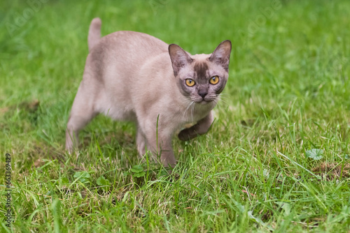 Burma Katze läuft durch den heimischen Garten photo