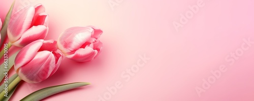 beautiful tulips on a pink background. generative AI © Nanda