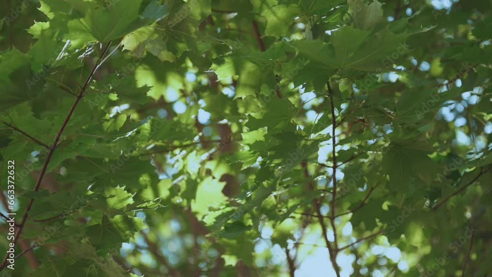 Green leaves of trees in slow motion, leaves of trees in summer Green leaves of trees in slow motion, leaves of trees in summer