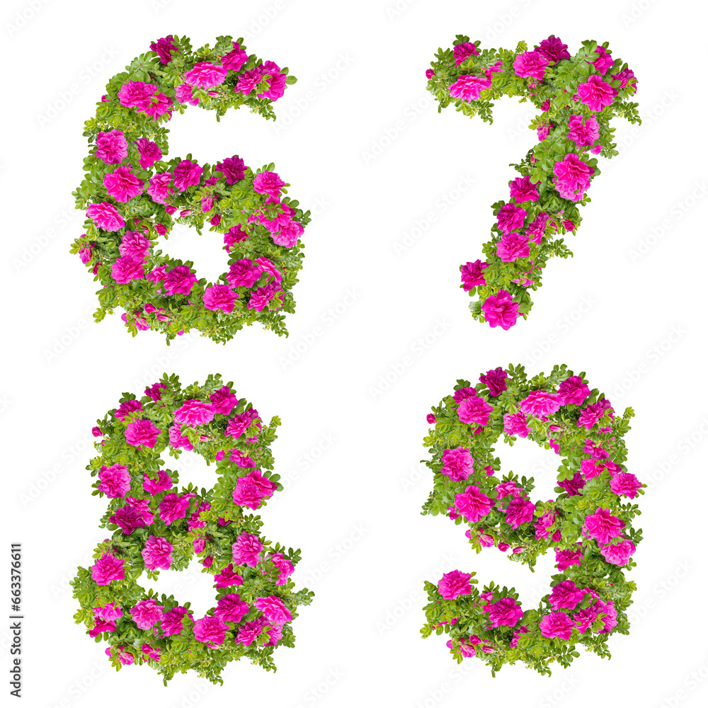 Illustration of pink wild rose flowers alphabet  - digits 6-9