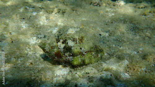 Southern oyster drill or Redmouthed rocksnail (Stramonita haemastoma) undersea, Aegean Sea, Greece, Halkidiki photo