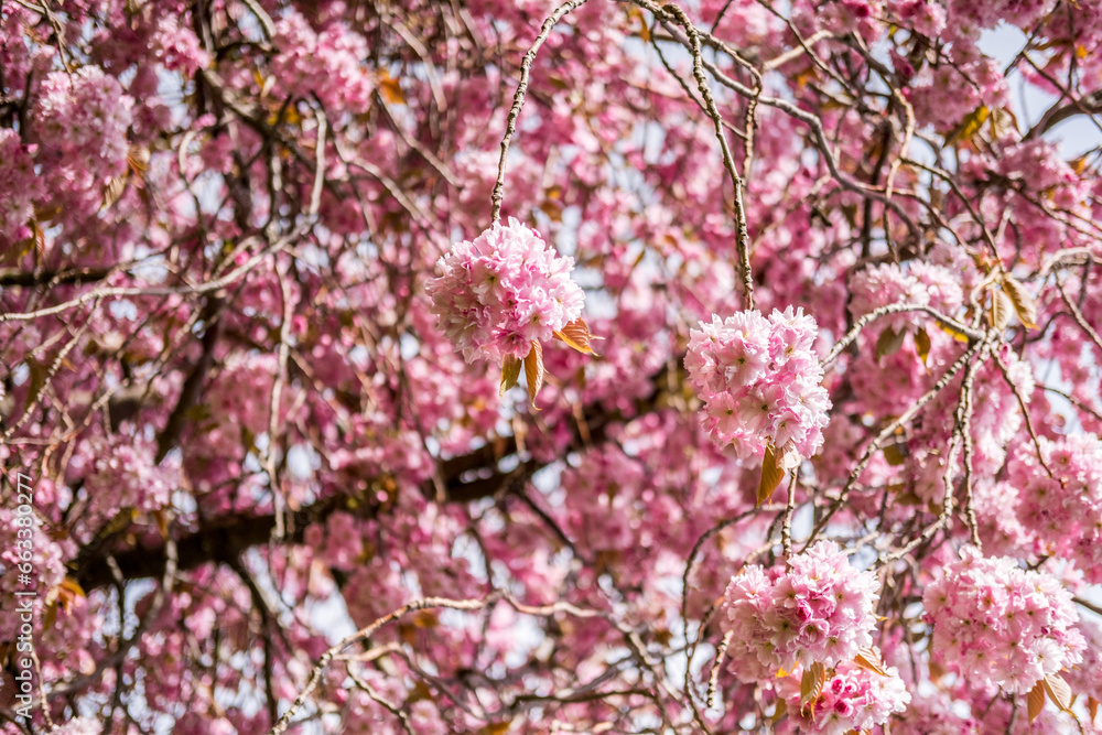 Beautiful pink Cherry Blossom or Sakura in spring time Beautiful pink Cherry Blossom or Sakura in spring time