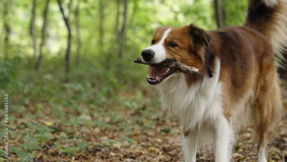 Happy brown border collie dog biting a wooden stick in a forest and running toward the camera and out of the frame. Blurred green forest in the background