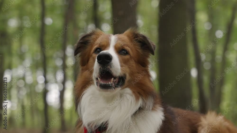 A relaxed brown and white Border Collie dog lying in the forest and breathing with an open muzzle. The camera moves from top to bottom. In the background, a blurred green forest with a bokeh effect A relaxed brown and white Border Collie dog lying in the forest and breathing with an open muzzle. The camera moves from top to bottom. In the background, a blurred green forest with a bokeh effect