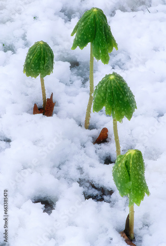 326-47 Snow Apples photo