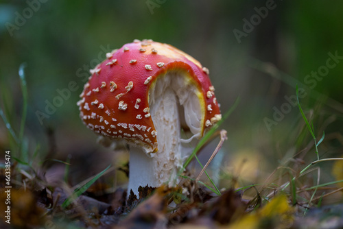 Amanita muscaria, commonly known as the fly agaric or fly amanita, is a basidiomycete photo