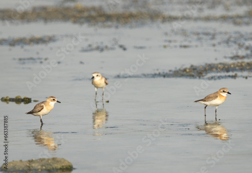 Greater sand plovers feeding at Arad coast of Bahrain