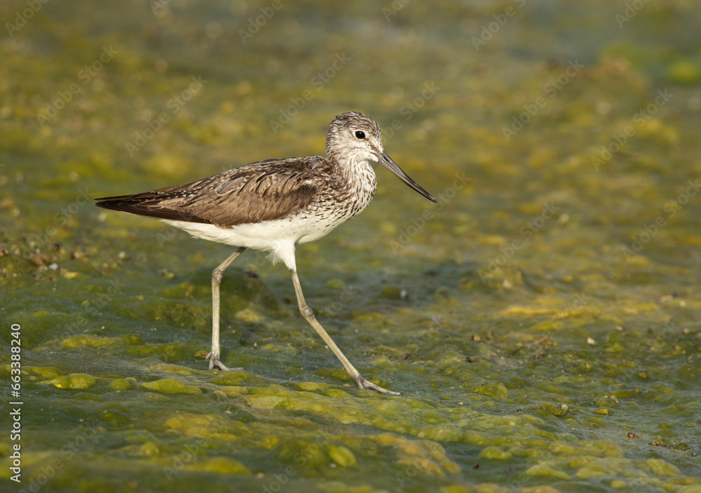 Closeup of a Common Greenshank on green at Arad coast of Bahrain Closeup of a Common Greenshank on green at Arad coast of Bahrain